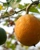 ķֲ